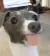 Pipi